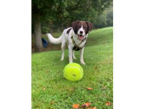 Jed - Male Spaniel: English Springer Photo