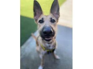 Lyra - Female Lurcher Photo