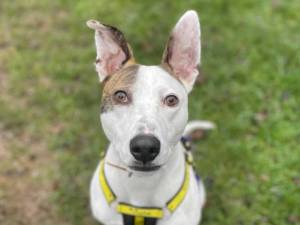 Moose - Male Lurcher Photo