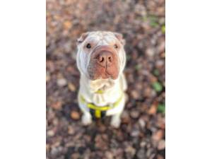 Rocco - Male Shar-Pei Photo