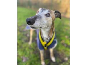 Will - Male Greyhound Photo