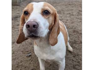 Quierow - Female Beagle Photo