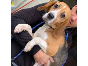 Bonnie - Female Beagle Photo