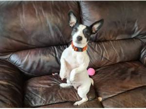 BELLA - Jack Russell Terrier Photo