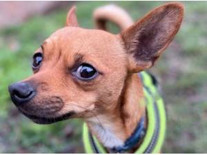 RICO - Chihuahua
crossbreed Photo