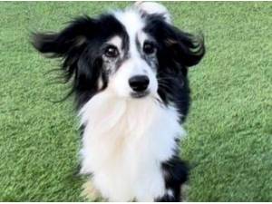 LUCKY - Border Collie Photo