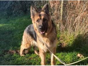 MIA - German Shepherd Photo