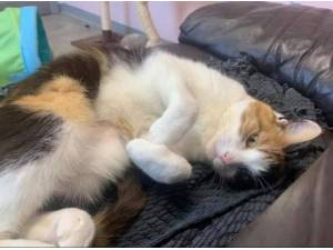 PENNY - Domestic Shorthair
crossbreed Photo