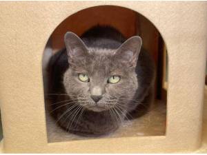 LUNA - Domestic Shorthair
crossbreed Photo