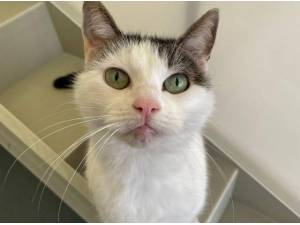 TOPSIE - Domestic Shorthair
crossbreed Photo