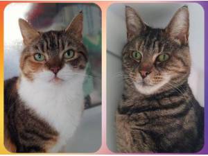 OLIVE AND WINNIE - Domestic Shorthair
crossbreed Photo