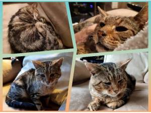 HENRY - Domestic Shorthair
crossbreed Photo