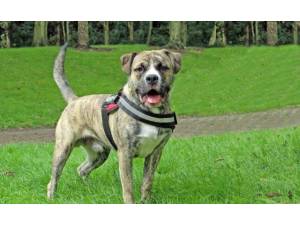 Ben - Male A Crossbreed Photo