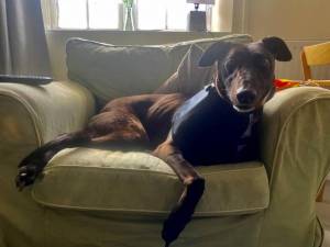 Ebony - Female Greyhound Photo