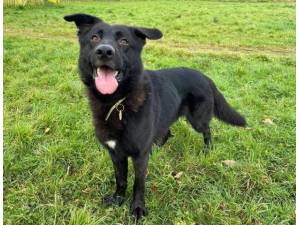 Haiti - Male German Shepherd Dog (GSD / Alsatian) Photo