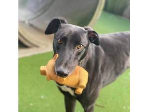 Jay - Male Greyhound Photo