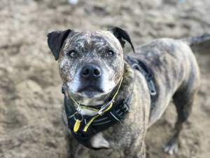 Lupin - Male Staffordshire Bull Terrier (SBT) Photo