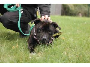 Rolo - Male Staffordshire Bull Terrier (SBT) Photo