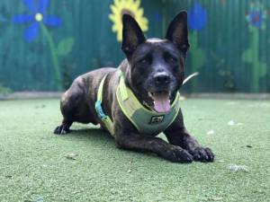 Todd - Male Staffordshire Cross (SBT) Photo