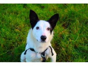 Vicky - Female Collie Cross (Border) Photo