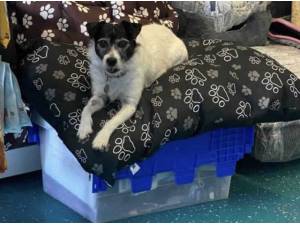 HOLLY - Terrier
crossbreed Photo