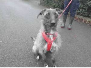 ZORRO - Lurcher
crossbreed Photo