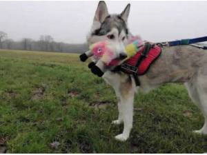 KIRA - Alaskan Malamute Photo