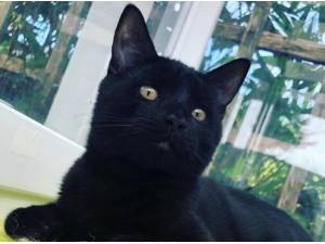 SALEM - Domestic Shorthair
crossbreed Photo