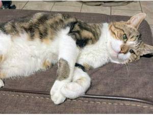DAVE - Domestic Shorthair
crossbreed Photo