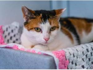 ESTER - Domestic Shorthair
crossbreed Photo