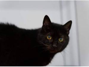 VIOLET - Domestic Shorthair
crossbreed Photo