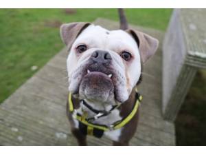 Bertie - Male Bulldog: English Photo