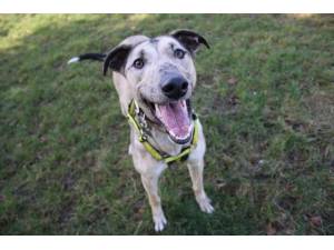 Chase - Male Lurcher Photo