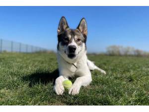 Connie - Female Siberian Husky Photo