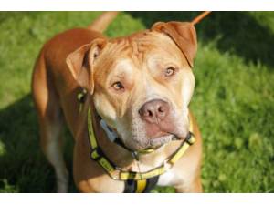 Creme Egg - Male American Bulldog Photo