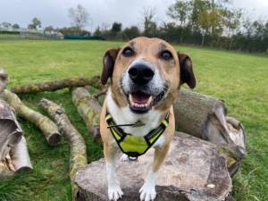Digger - Male Terrier Cross Photo