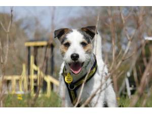 Fidget - Male Terrier Cross Photo