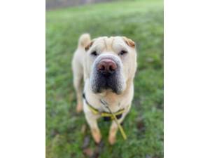 Freddie - Male Shar-Pei Photo