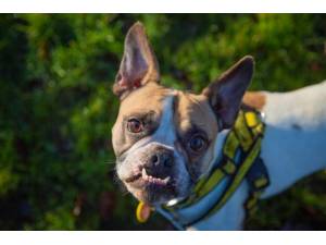 James - Male Bulldog: French Photo