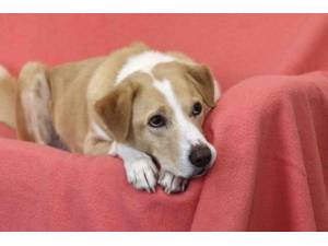 Lewis - Male Collie Cross (Border) Photo