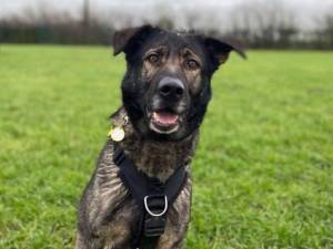 Lizzie - Female German Shepherd Dog (GSD / Alsatian) Photo