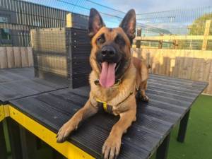 Marley - Male Belgian Shepherd Dog: Malinois (BSD) Photo