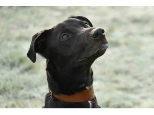Milo - Male Lurcher Photo