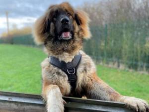 Narla - Female Caucasian Shepherd Dog Photo