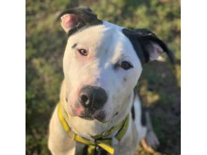 Parker - Male American Bulldog Photo