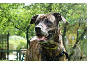 Patch - Male Staffordshire Cross (SBT) Photo