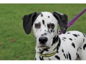 Reggie - Male Dalmatian Photo