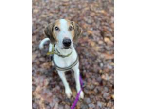 Rocky - Male Trailhound Photo