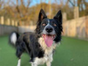 Wallace - Male Border Collie Photo