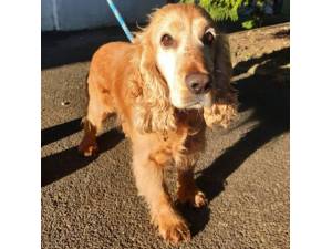Hasty - Male Cocker Spaniel Photo